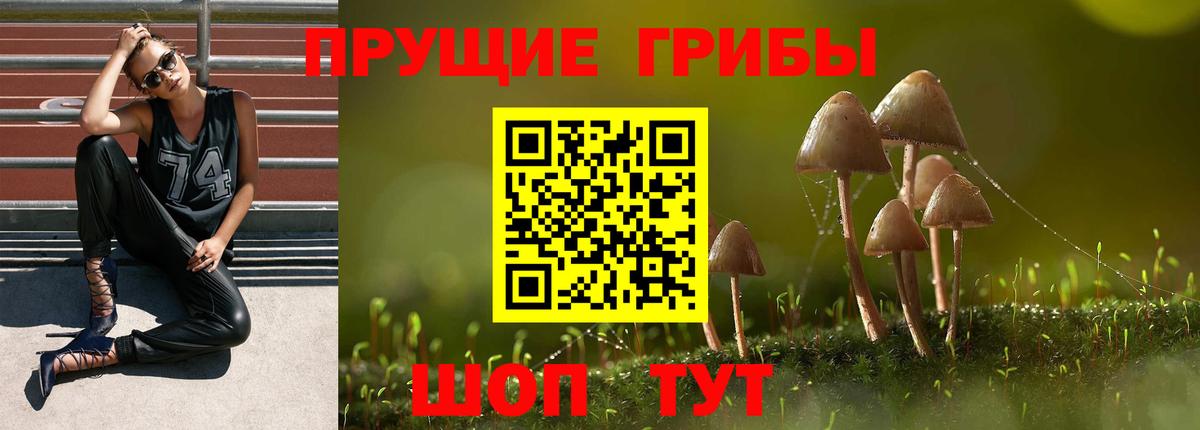 Псилоцибиновые грибы Psilocybe Тула